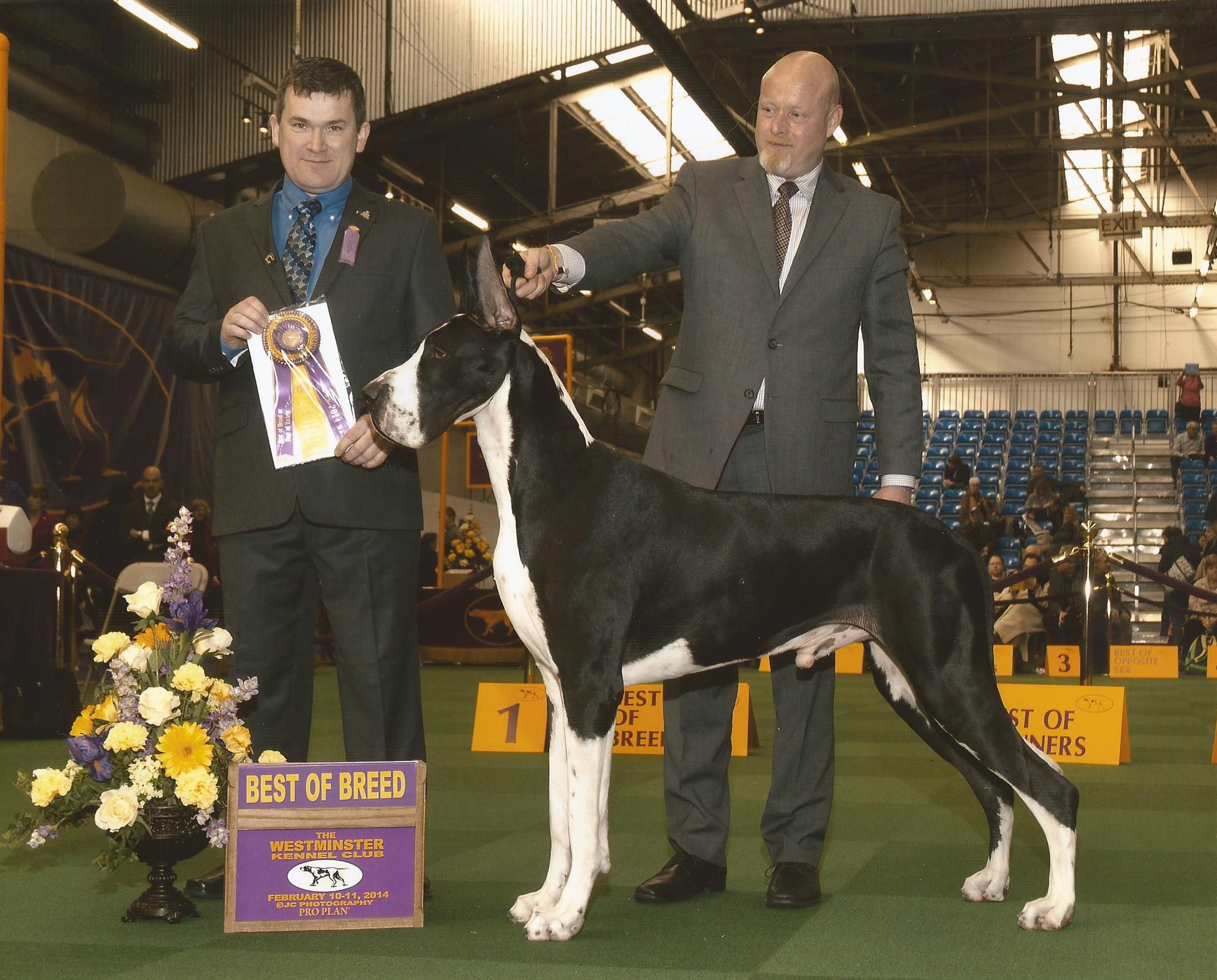 Mantle Great Dane Westminster