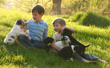 kids and Great Dane puppies