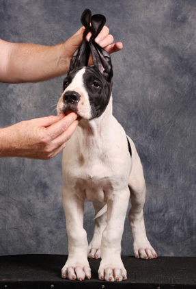 piebald great dane puppy