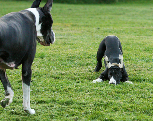 mantle great danes playing