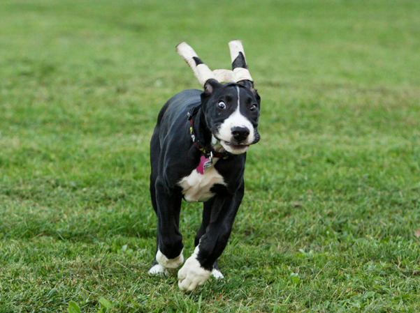 mantle great dane puppy