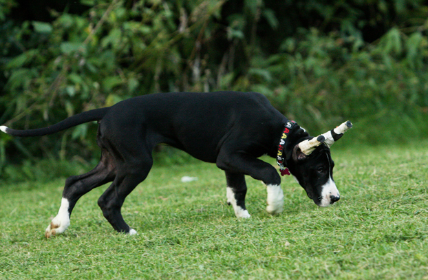 mantle great dane puppy ears taped