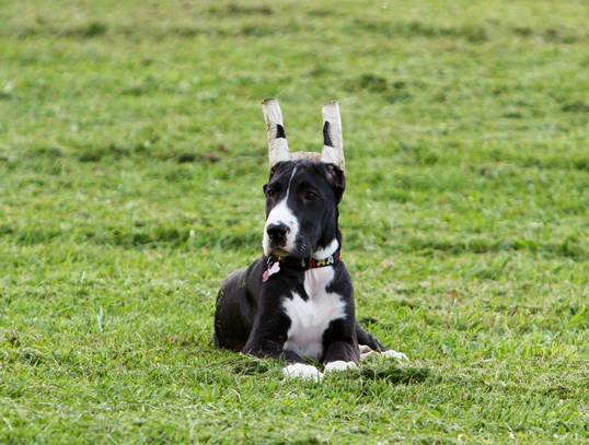 mantle great dane puppy ears taped