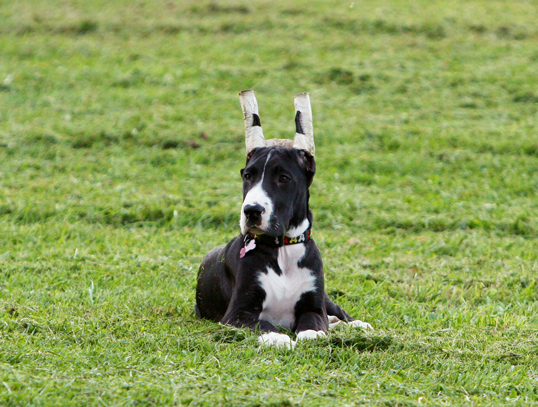 mantle great dane ears taped