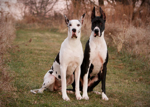 Harlequin & Mantle Great Danes Harlequin & Mantle Great Danes