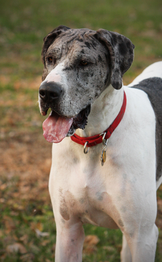 Greta - merliquin Great Dane