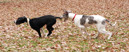 Great Dane puppies running