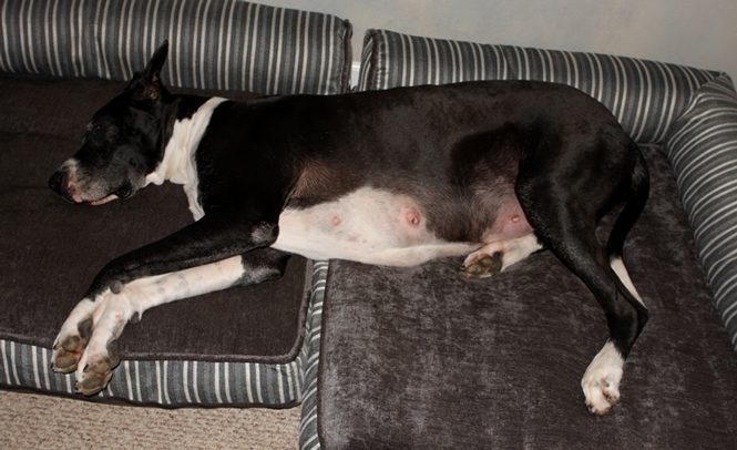 pregnant mantle great dane