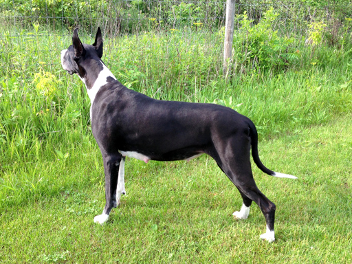 Pregnant Great Dane