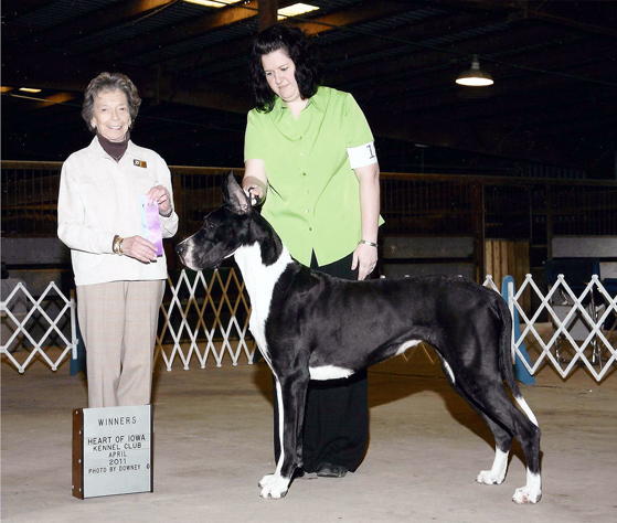 Show Quality Mantle Great Dane