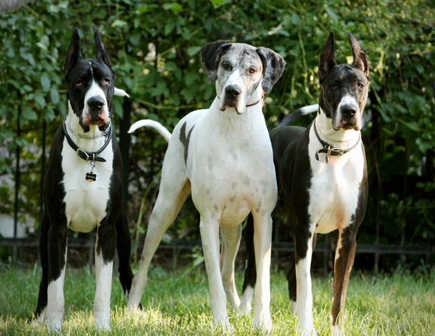 Mantle & merliquin great danes