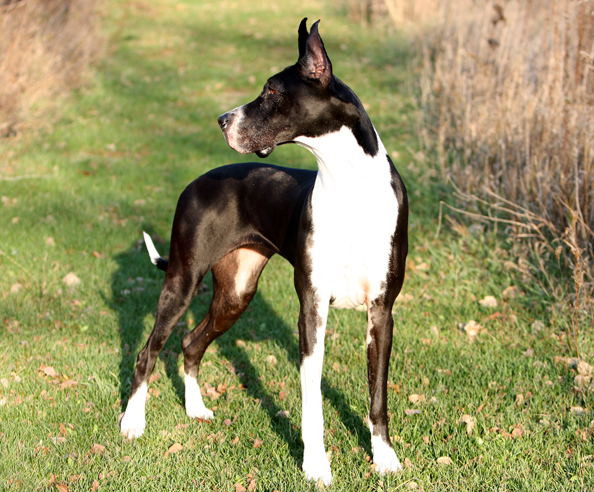 Show quality mantle great dane