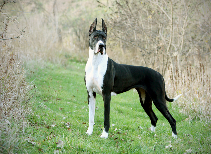 4 year old great dane