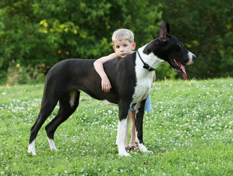 show marked mantle great dane