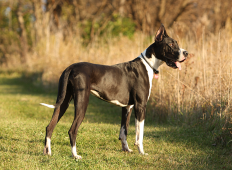 correctly marked mantle great dane