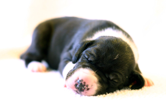 2 week old great dane