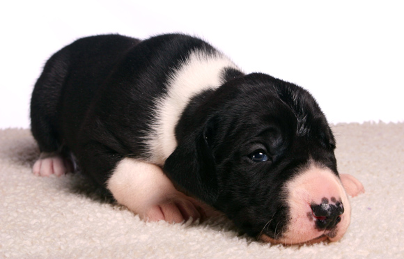 mantle great dane baby