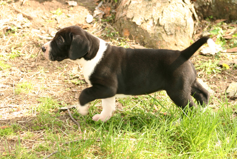 mantle great dane puppy