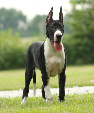 4 month old mantle great dane puppy