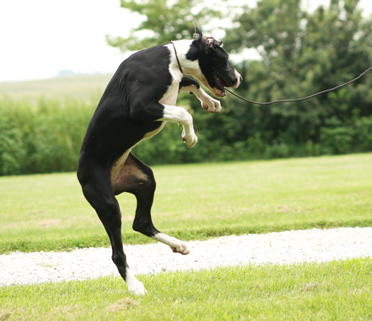 jumping great dane