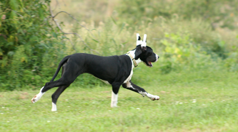 mantle great dane puppy running