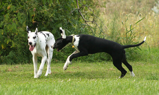 harlequin & mantle Great Danes playing