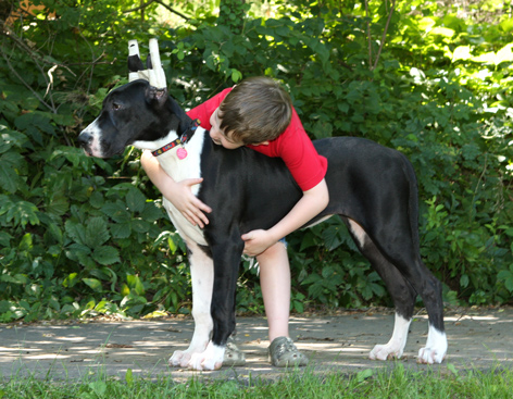 4 1/2 month old great dane puppy