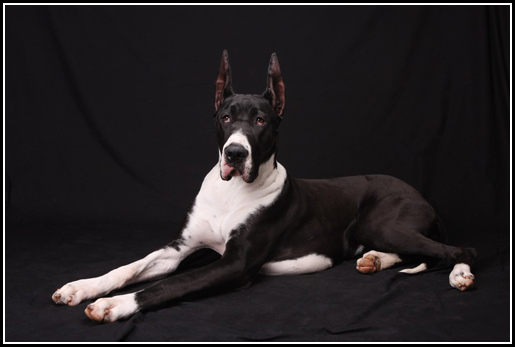 show marked mantle great dane