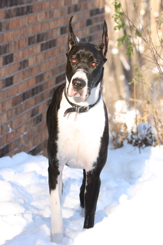mantle great dane in the snow