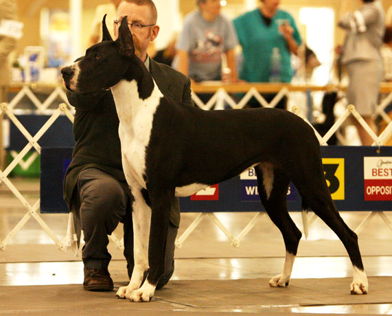 Mantle Great Dane RWB - Kizzy