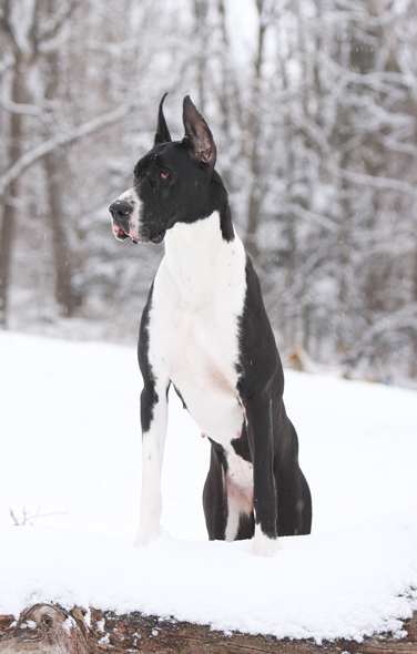 mantle great dane in snow