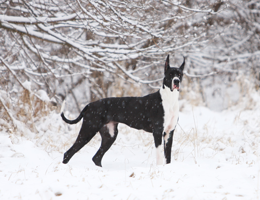 Mantle Great Dane in snow