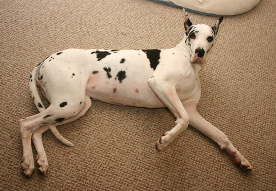 Great Dane about 5 weeks pregnant