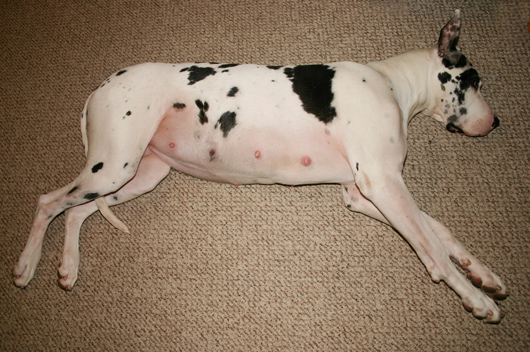 47 days pregnant dog