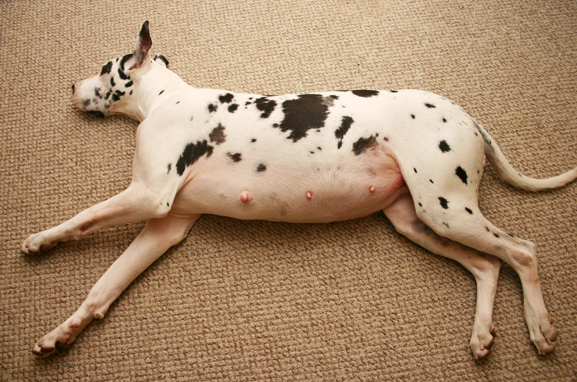 pregnant great dane