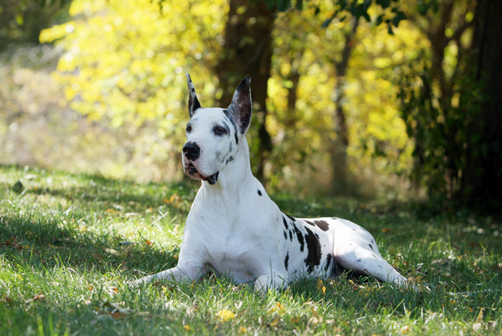 harlequin great dane