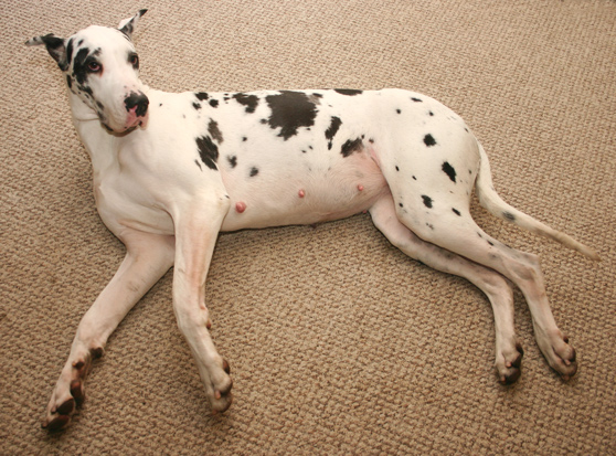 Pregnant Great Dane