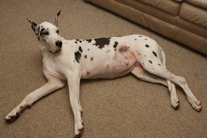 Pregnant harlequin Great Dane