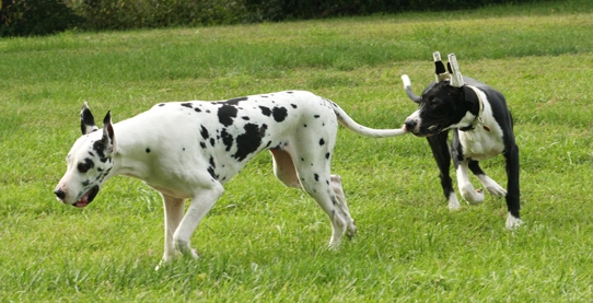 great danes playing