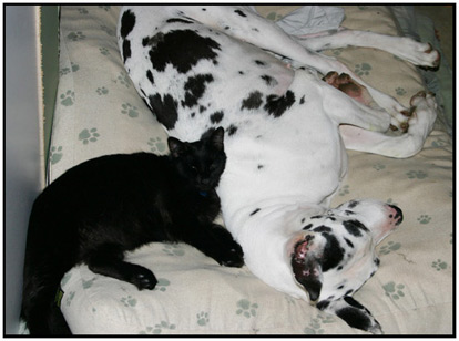 Great Dane and cat snuggling together
