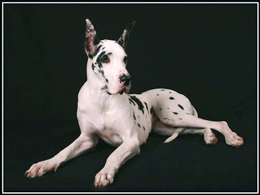 Harlequin Great Dane