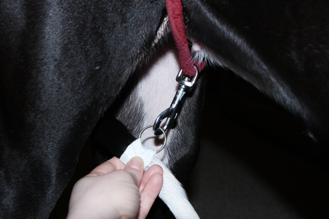 happy tail taping method