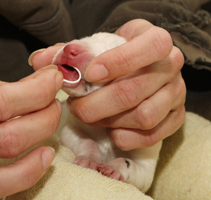 Tube feeding newborn puppy