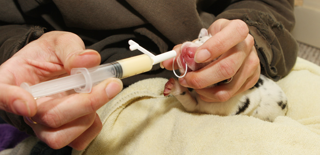 Tube feeding newborn puppy