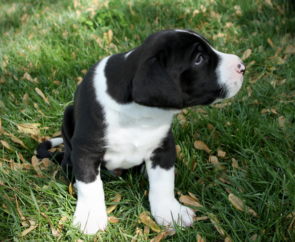 4 week old dane puppy