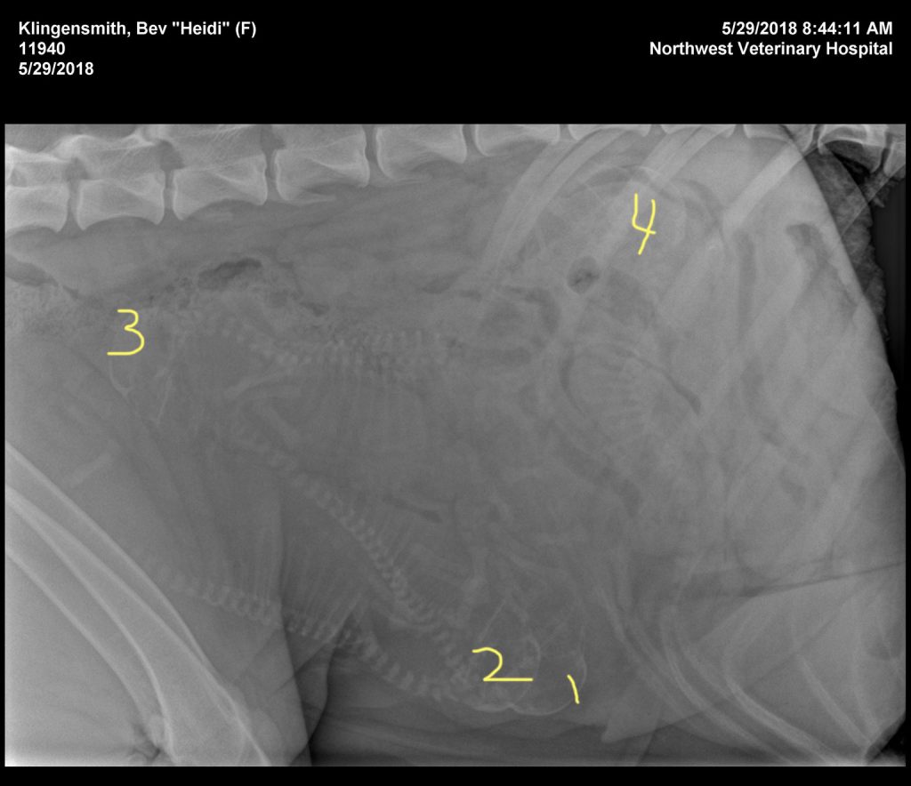 Dog pregnancy x-ray