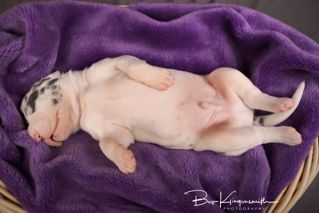 2 week old great dane puppy