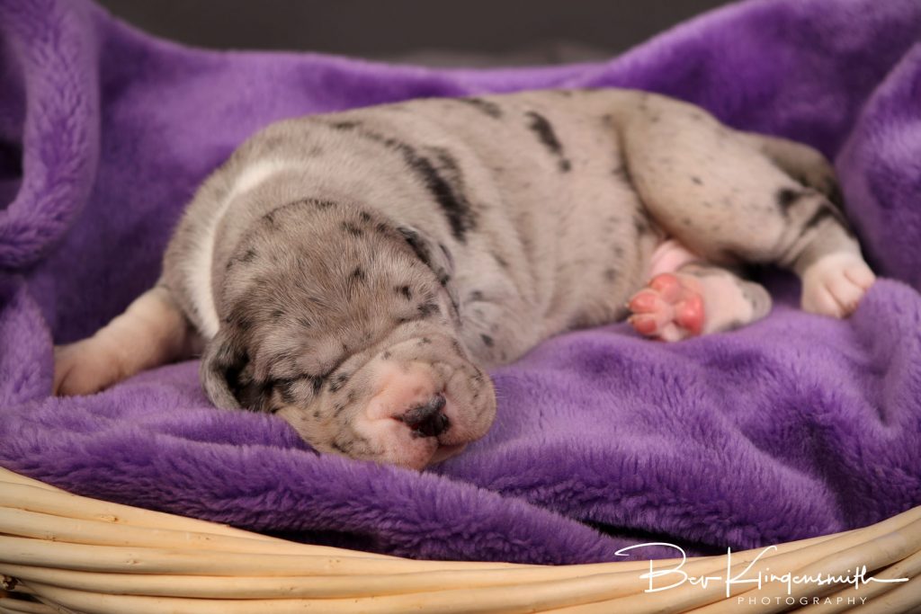 2 week old great dane puppy