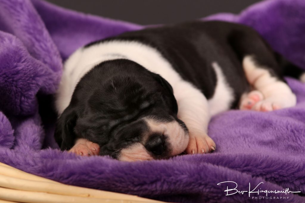 2 week old great dane puppy