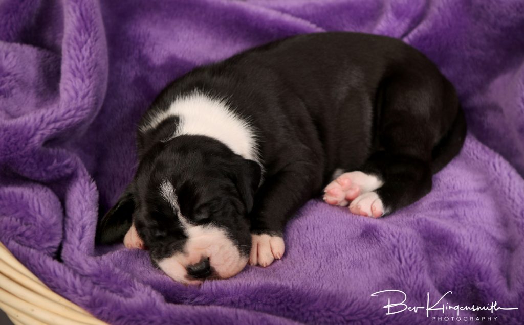 2 week old great dane puppy